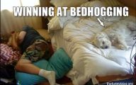 Funny Dog Bed 30 Hd Wallpaper