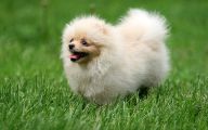 Funny Dog Breed Names 18 Hd Wallpaper