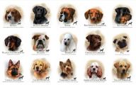 Funny Dog Breed Names 22 Desktop Background