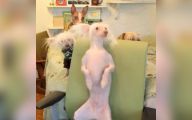 Funny Dog Dancing 13 Desktop Wallpaper