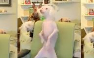 Funny Dog Dancing 15 Cool Hd Wallpaper