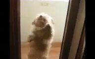 Funny Dog Dancing 2 Free Wallpaper