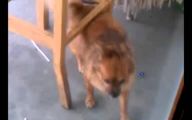 Funny Dog Dancing 22 Hd Wallpaper