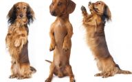 Funny Dog Dancing 24 Background Wallpaper