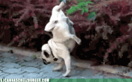 Funny Dog Dancing 30 Desktop Background