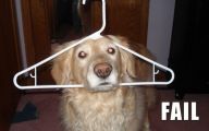 Funny Dog Fails 17 High Resolution Wallpaper