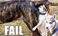 Funny Dog Fails 20 Desktop Background