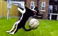 Funny Dog Fails 22 Background