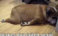 Funny Dog Fails 24 Hd Wallpaper