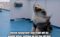 Funny Dog Fails 25 Hd Wallpaper