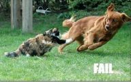 Funny Dog Fails 36 Free Wallpaper