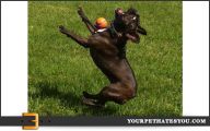 Funny Dog Fails 37 Cool Hd Wallpaper