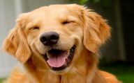 Funny Dog Fails 4 Cool Hd Wallpaper