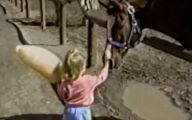 Funny Horse Fails 13 Wide Wallpaper