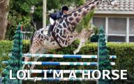 Funny Horse Fails 18 High Resolution Wallpaper