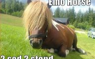 Funny Horse Fails 2 Cool Wallpaper