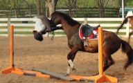 Funny Horse Fails 22 Desktop Background