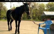 Funny Horse Fails 28 Wide Wallpaper