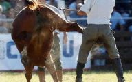 Funny Horse Fails 5 Cool Hd Wallpaper