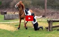 Funny Horse Fails 6 Cool Hd Wallpaper