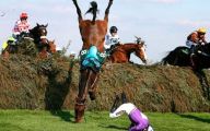 Funny Horse Fails 7 Hd Wallpaper