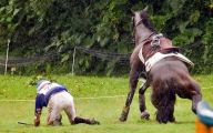 Funny Horse Fails 8 Desktop Background