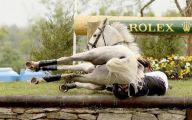 Funny Horse Fails 9 Free Hd Wallpaper