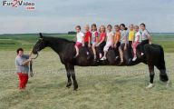 Funny Horse Riding Fails 1 Hd Wallpaper