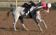 Funny Horse Riding Fails 10 Free Hd Wallpaper