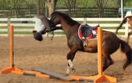 Funny Horse Riding Fails 4 Desktop Wallpaper