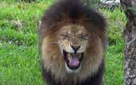 Funny Lions 13 Widescreen Wallpaper