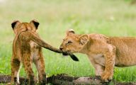 Funny Lions 16 Cool Hd Wallpaper