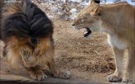 Funny Lions 28 Widescreen Wallpaper