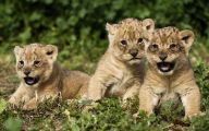 Funny Lions 30 Free Hd Wallpaper