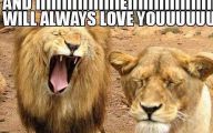 Funny Lions 42 Cool Wallpaper