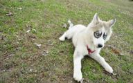 Funny Odd Dog Breeds 1 Background