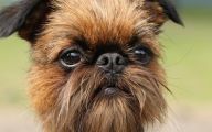 Funny Odd Dog Breeds 12 Wide Wallpaper