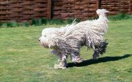 Funny Odd Dog Breeds 4 Wide Wallpaper