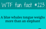 Funny Weird Facts 18 Wide Wallpaper