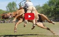 Horse Bloopers Funny 17 Widescreen Wallpaper