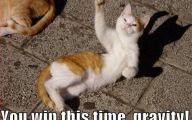 Lolcats 10 Widescreen Wallpaper