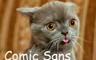 Lolcats 17 Hd Wallpaper