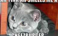 Lolcats 23 Cool Hd Wallpaper