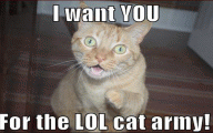 Lolcats 24 Free Hd Wallpaper