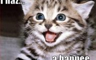 Lolcats 28 Hd Wallpaper