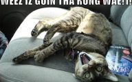 Lolcats 30 Cool Hd Wallpaper