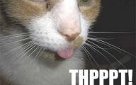 Lolcats 32 Free Hd Wallpaper