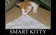 Lolcats 35 Widescreen Wallpaper