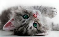 Lolcats 9 Free Hd Wallpaper