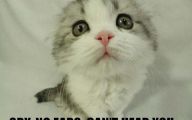 Lolcats 57 Widescreen Wallpaper